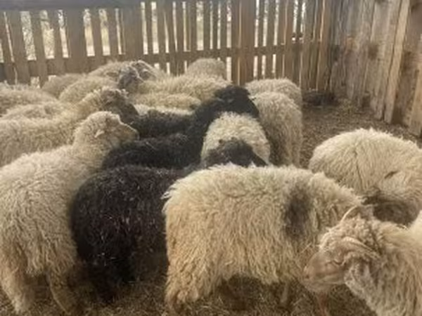 Juhok (tétel, nem megadva), Suffolk sheep