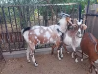 Bak, Nubian Goat — 4. fotó