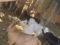 Goat, Goats — photo 2