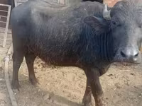 Cow, African Buffalo — photo 2