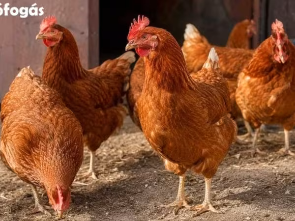 Chickens