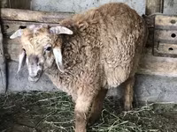 Sheep (batch, sex not specified), Sheep — photo 1