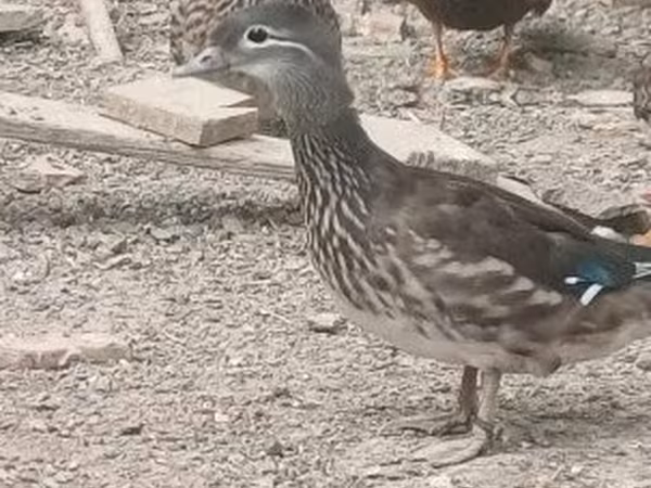 Ducks — Maďarsko