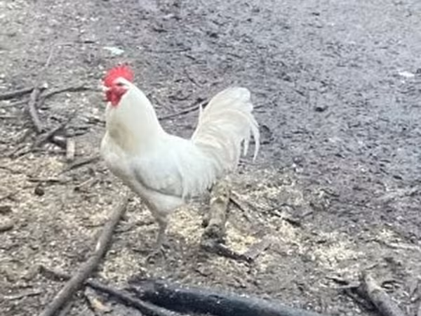 Chickens