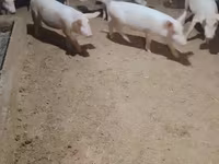 Pigs (batch, sex not specified), Pigs — photo 5