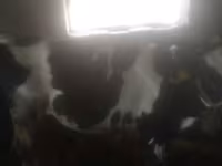 母牛, Cattle — 照片 1