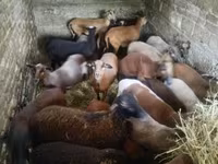 Oveja, Cameroon sheep — foto 6