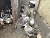 Geese — फ़ोटो 5