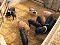 猪（批次，未指定性别）, Pigs — 照片 2