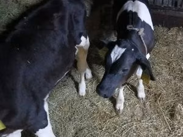 Bulle, Russian Black pied cattle — Ungarn