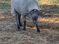 Ram, White Suffolk sheep — photo 1