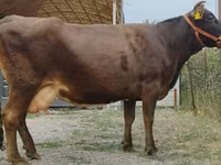母牛, Simmental cattle — 照片 5