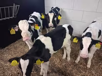 Buğa, Russian Black pied cattle — foto 2