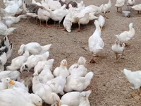 Niemiecki Pekin — zdjęcie 5