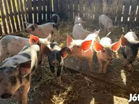 公猪, Pigs — 照片 2
