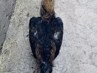 Derbyshire Redcap — 1. fotó