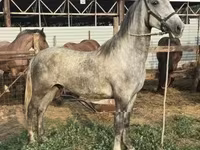 公马, Lipizzaner — 照片 8