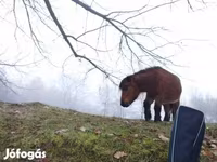 Hing, Lovak — 4. fotó