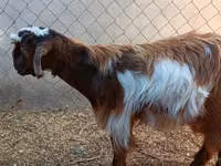 Cabro, Cabras — foto 6