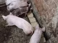 Pigs (batch, sex not specified), Пьетрен — photo 1