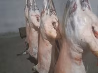 Carneiro, Hissar sheep — foto 2