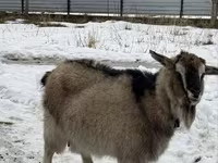 عنزة, Alpine goat — الصورة 4