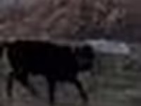 Bika, Swedish red cattle — 5. fotó