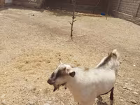 बकरा, Saanen goat — फ़ोटो 4