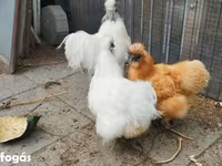 Seidenhuhn — Foto 1