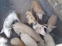 公猪, Pigs — 照片 3