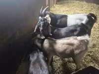Kozioł, Nubian Goat — zdjęcie 1