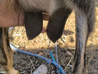 Ziege, Ziegen — Foto 2