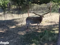 Widder, Racka sheep — Foto 2