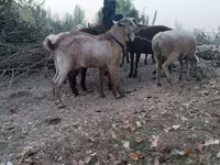 Cabras (lote, sexo no especificado), Cabras — foto 1
