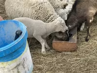 母羊, Sheep — 照片 6