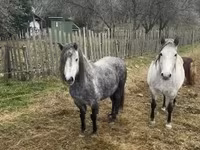 Jument, Hungarian horse breed — photo 7