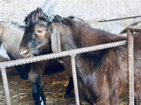 Billy Goat, Nubian Goat — photo 8