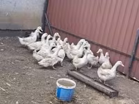 Ducks — foto 2