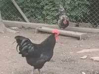 Australorp — foto 1