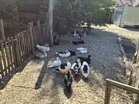 Ducks — 7. fotó