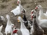 Ducks — 3-сурет