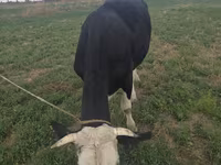 Cow, Aberdeen-Angus — photo 2