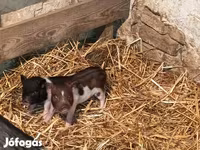 Pigs (batch, sex not specified), Вьетнамская вислобрюхая — photo 2