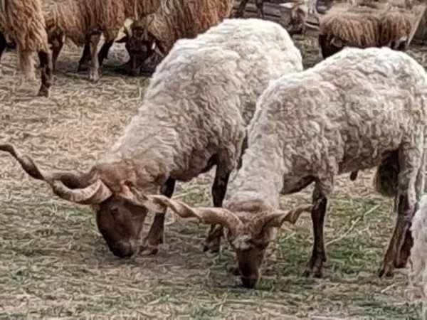 كبش, Racka sheep — هنغاريا