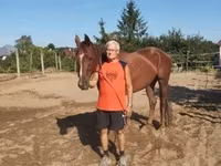 Mare, Thoroughbred horse — photo 1