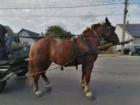 母马, Hungarian horse breed — 照片 2