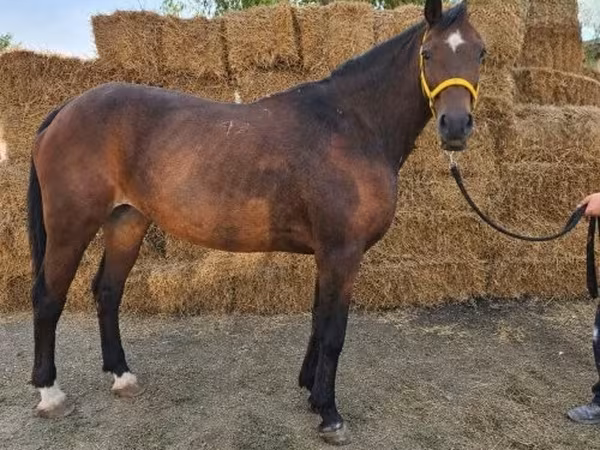 Caballo, Caballos