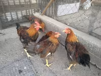 Chickens — zdjęcie 6