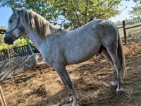母马, Horses — 照片 8