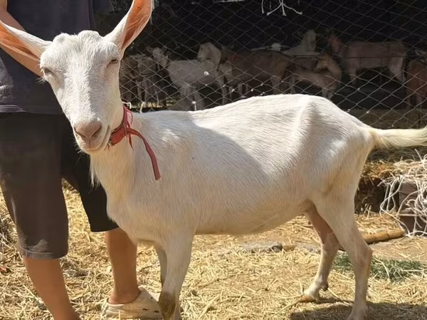 Nőstény kecske, Saanen goat